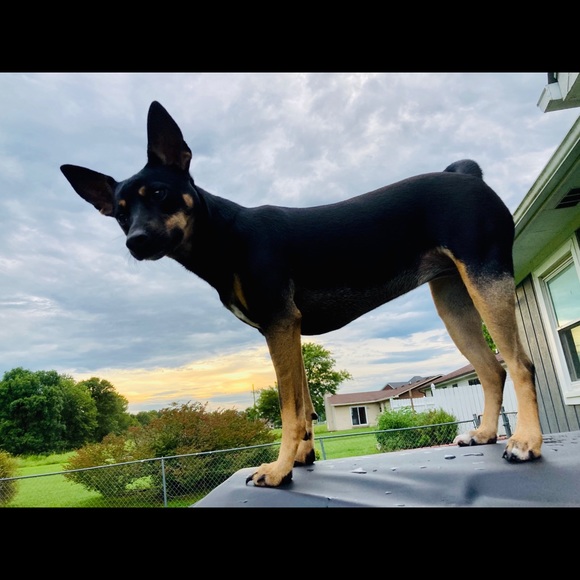 Meet your Posher, Sherry, Posh Ambassador - Picture 9 of 14